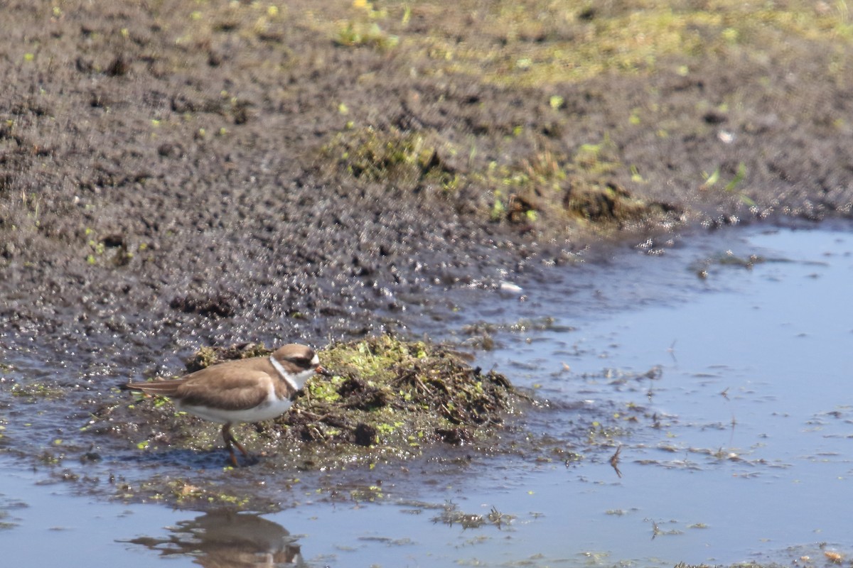 Semipalmated Plover - ML31403011