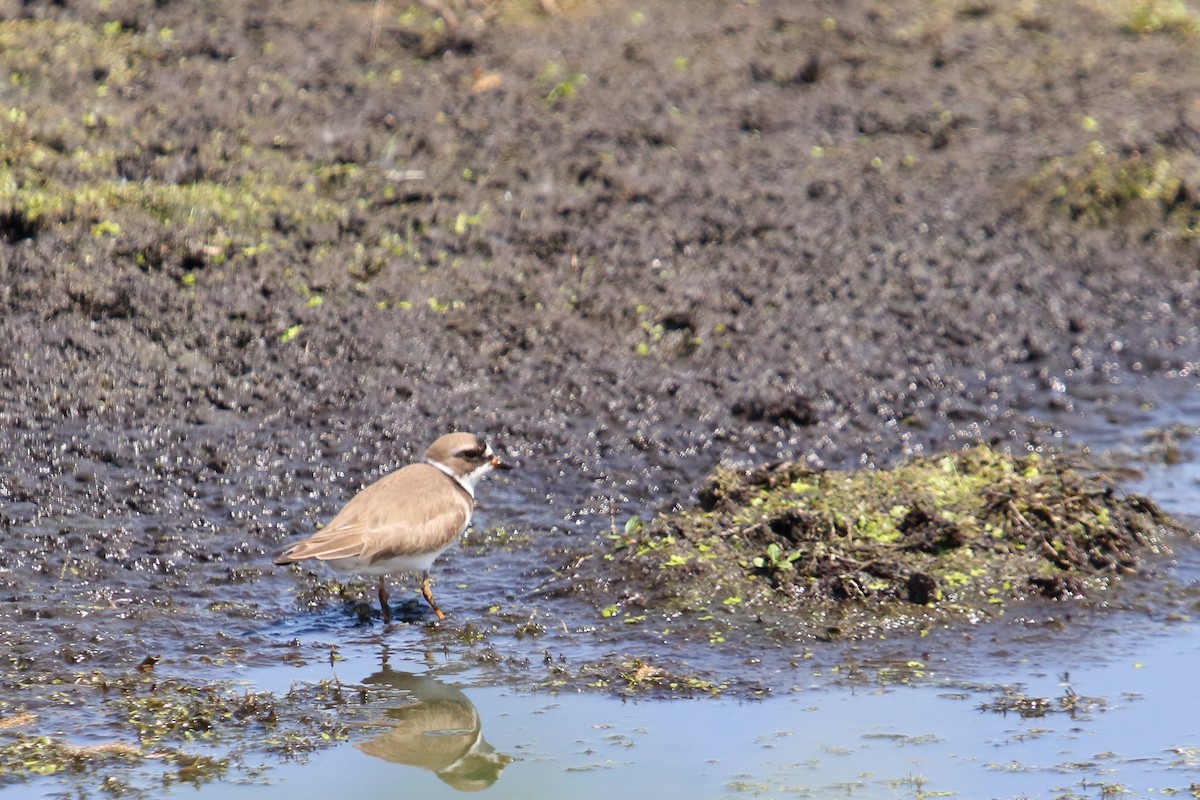 Semipalmated Plover - ML31403021