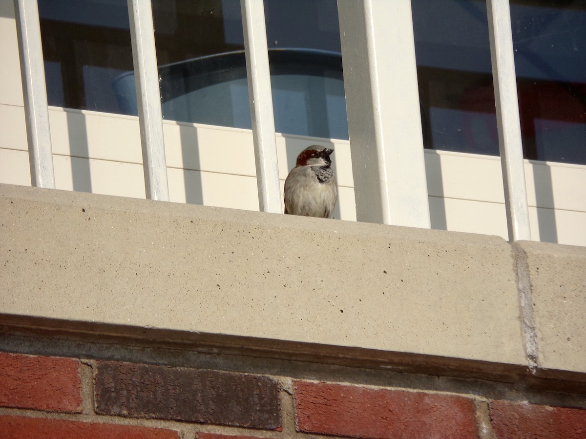 House Sparrow - Liam Gilroy