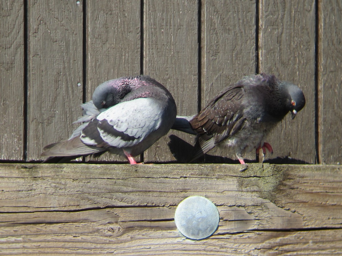 Rock Pigeon (Feral Pigeon) - ML31403861