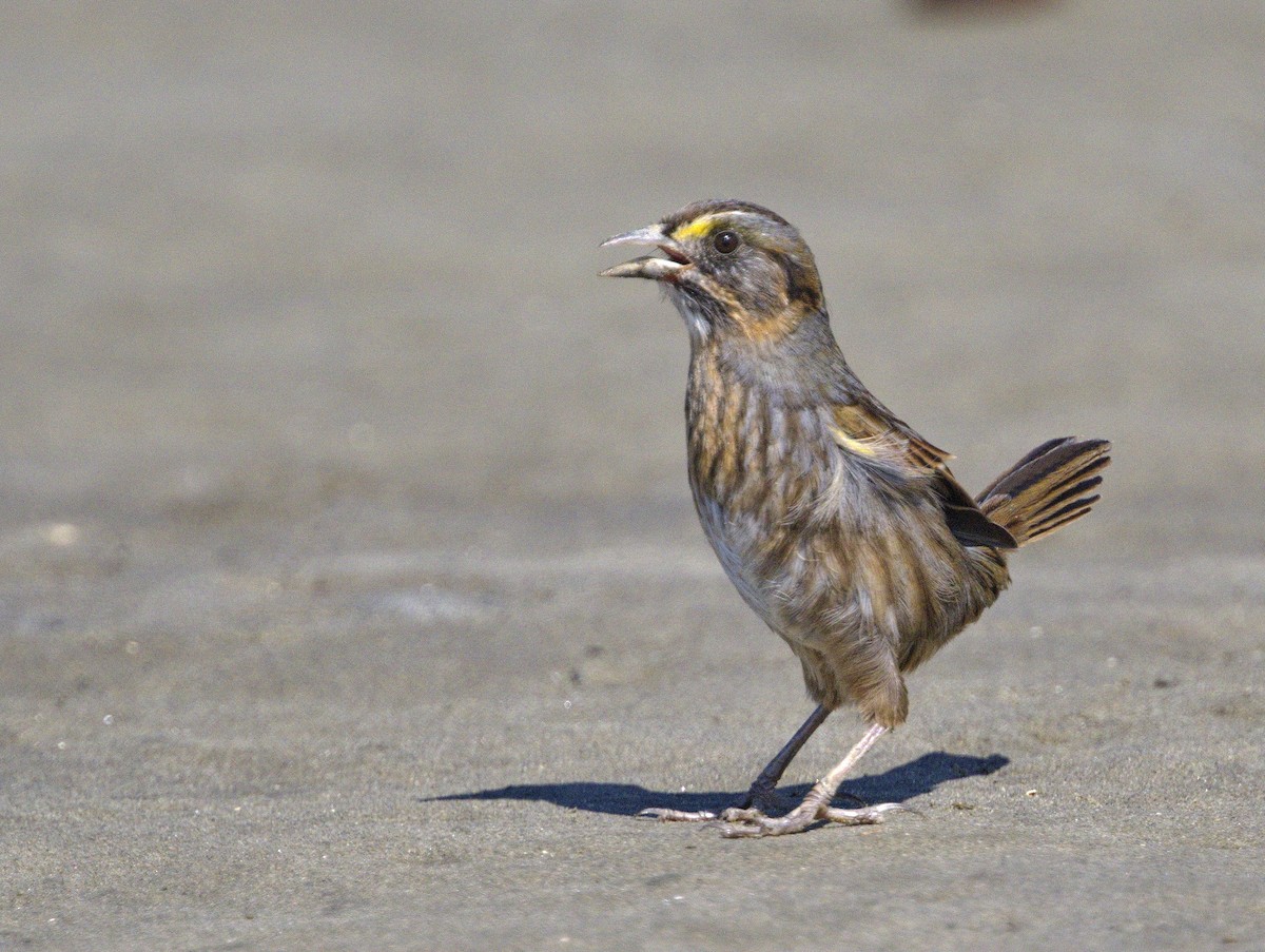Seaside Sparrow - Iris Kilpatrick
