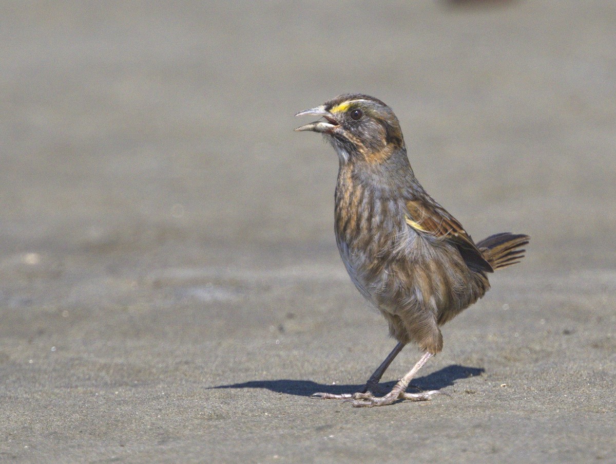 Seaside Sparrow - Iris Kilpatrick