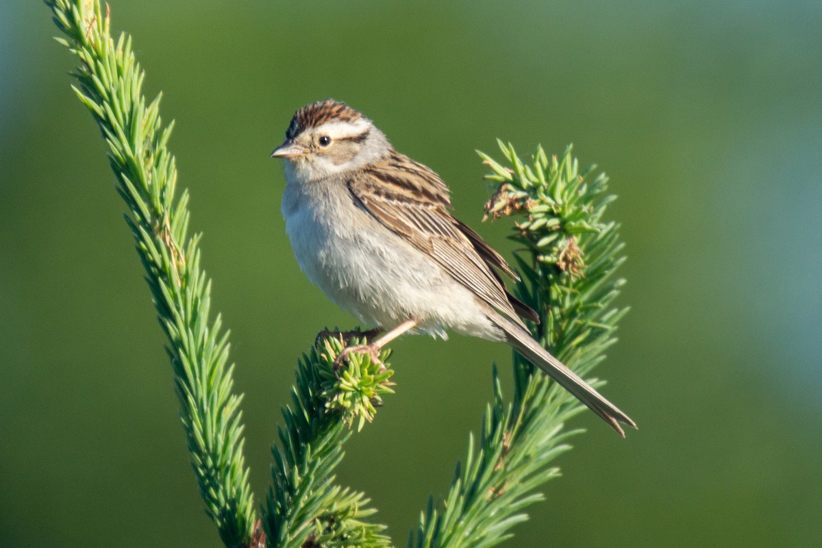 Chipping x Clay-colored Sparrow (hybrid) - ML314040471