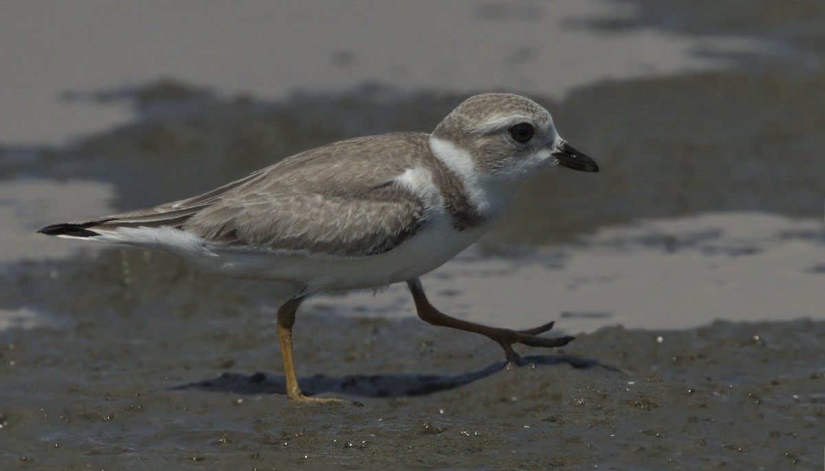 Piping Plover - ML314042741