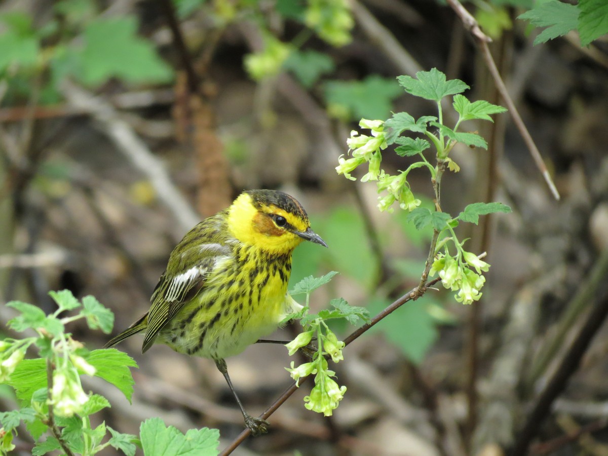 Cape May Warbler - ML314048161