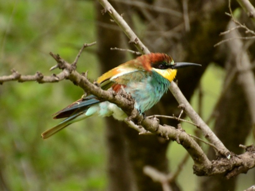European Bee-eater - Cheran Jagadeesan