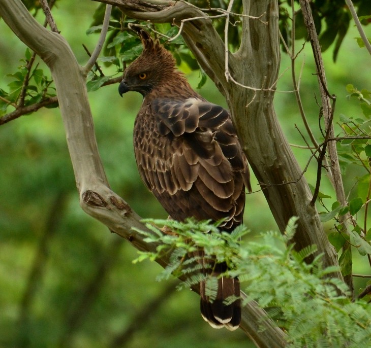 Changeable Hawk-Eagle (Crested) - ML31405121