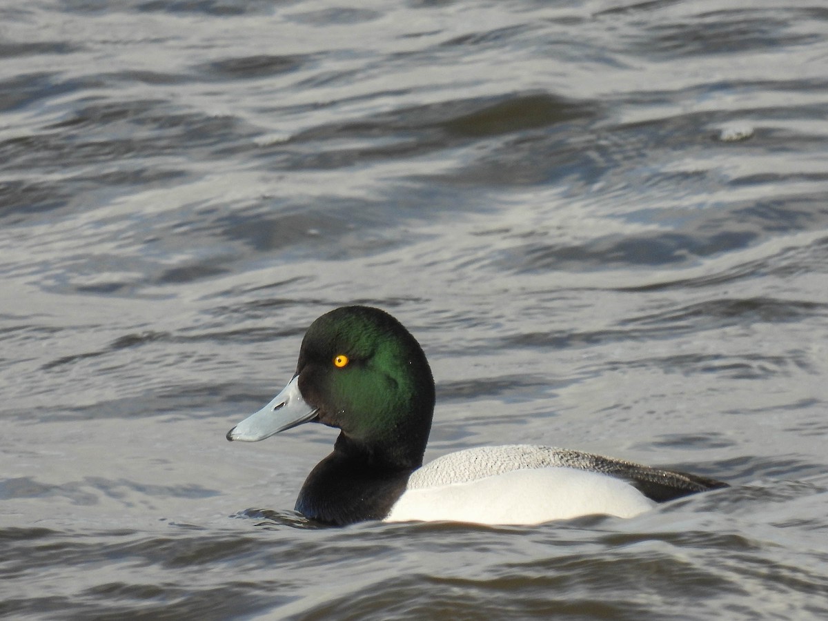 Greater Scaup - ML314053321