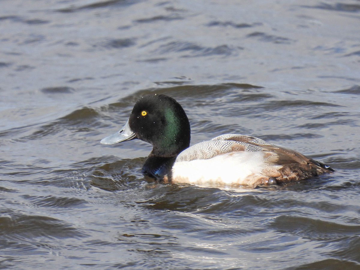 Greater Scaup - ML314053351