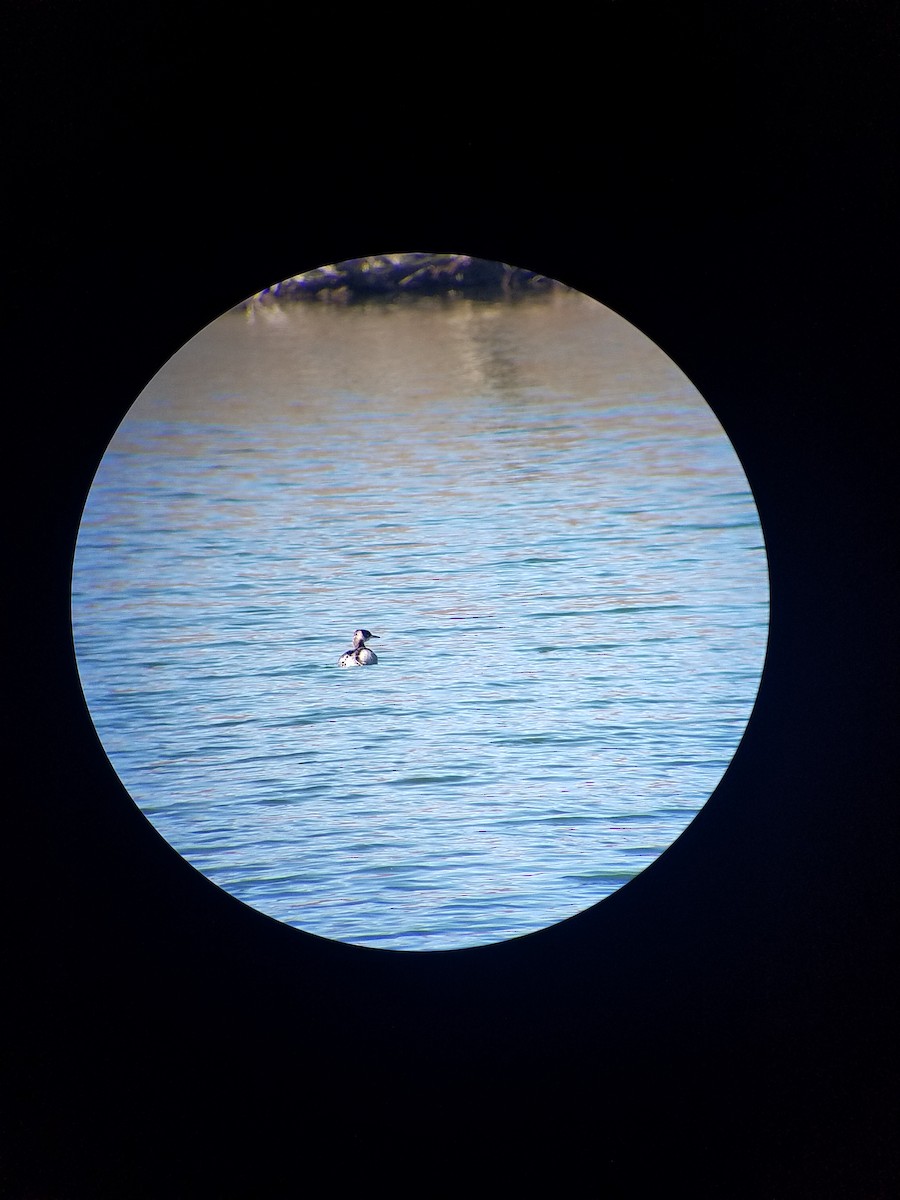 Red-necked Grebe - ML314054011