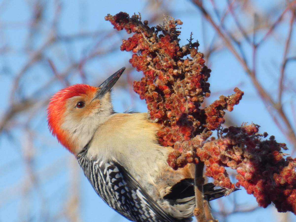 Red-bellied Woodpecker - David Riddle