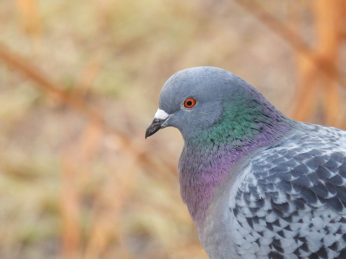 Rock Pigeon (Feral Pigeon) - ML314058181