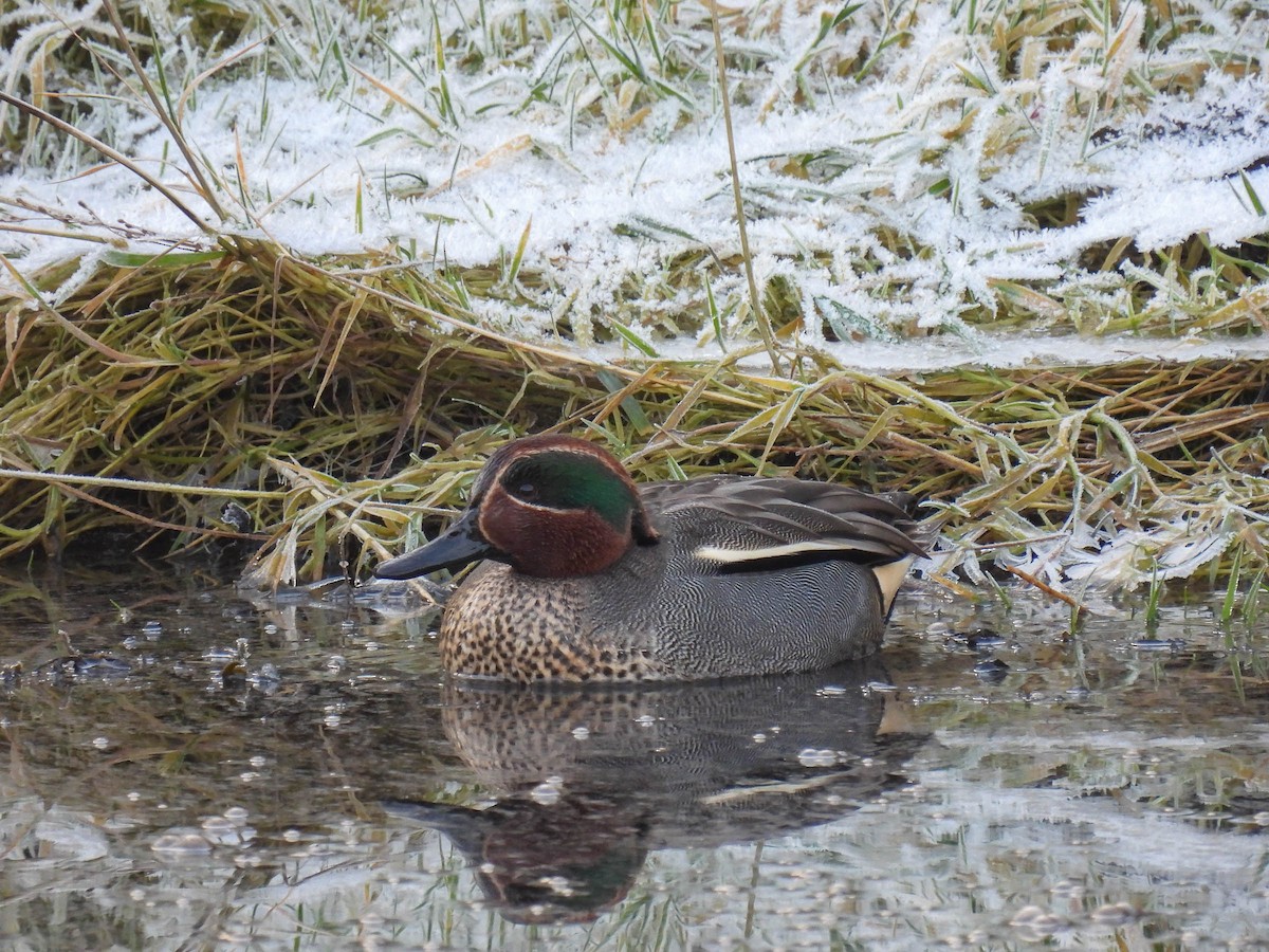 Green-winged Teal - ML314058691