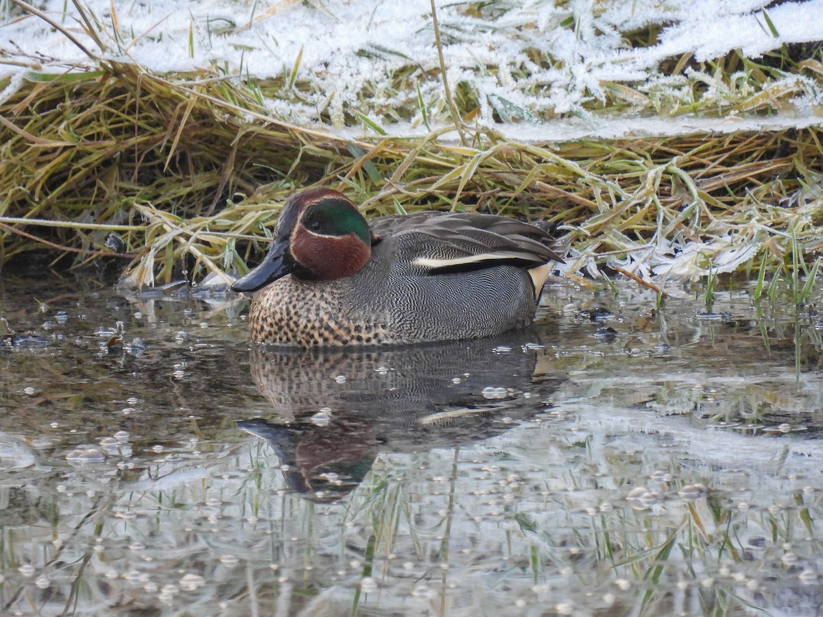 Green-winged Teal - ML314058701