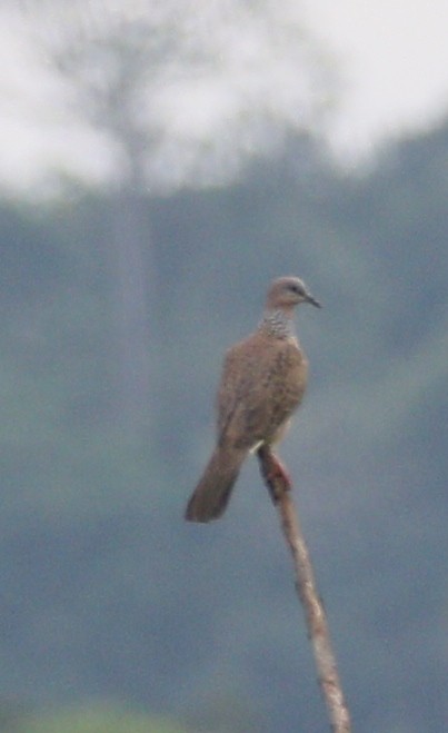 Spotted Dove - ML314058761
