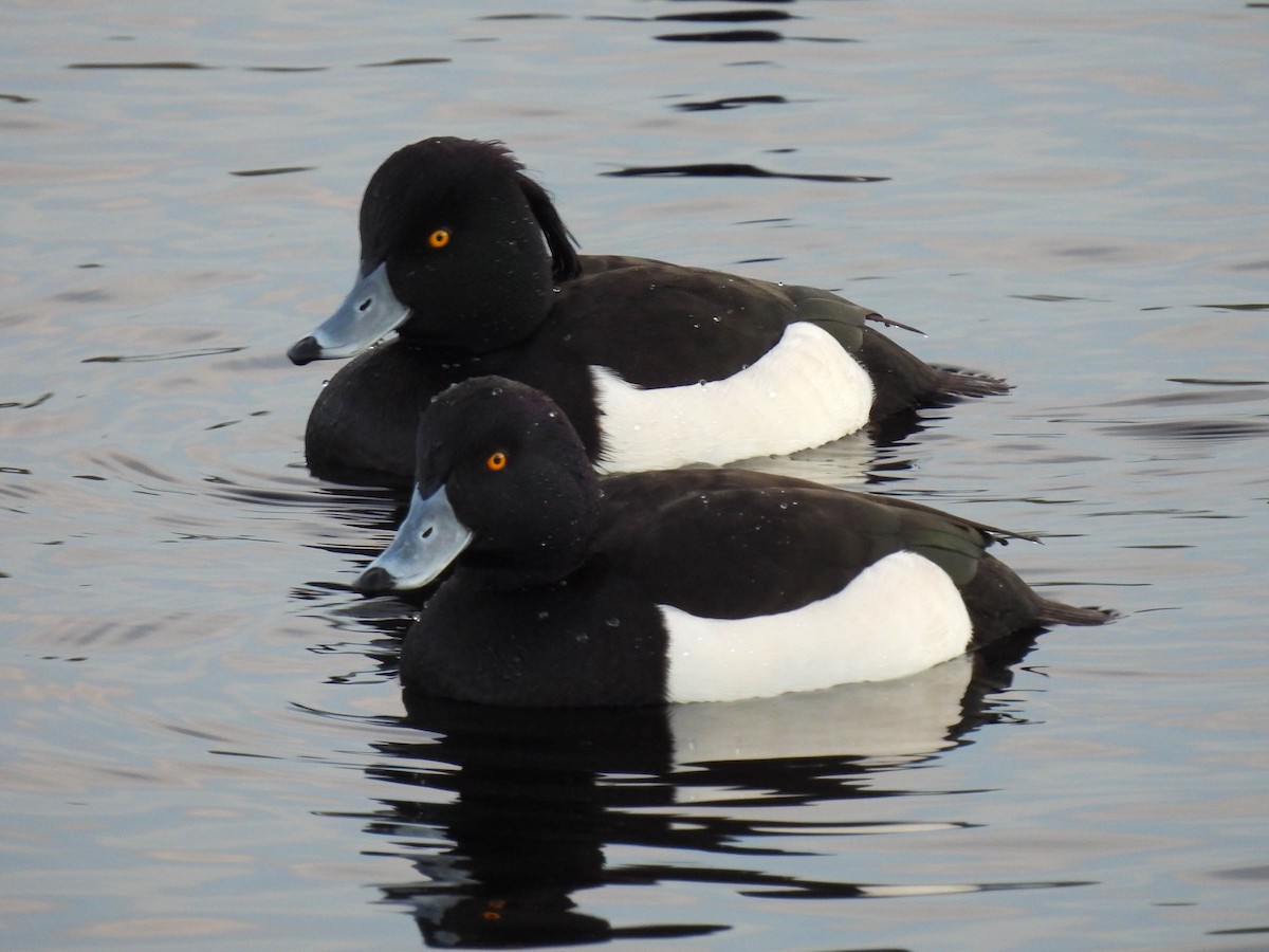 Tufted Duck - ML314058881