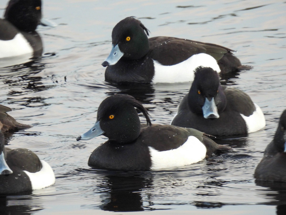 Tufted Duck - ML314058891