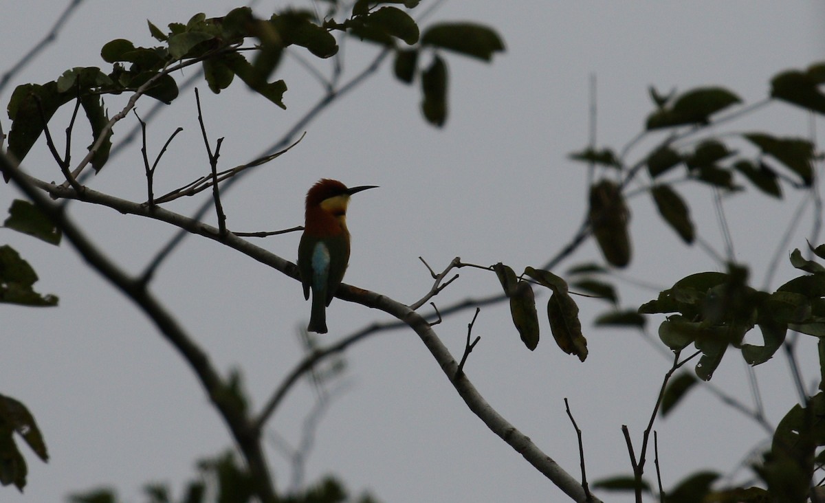 Blue-tailed Bee-eater - ML314060921