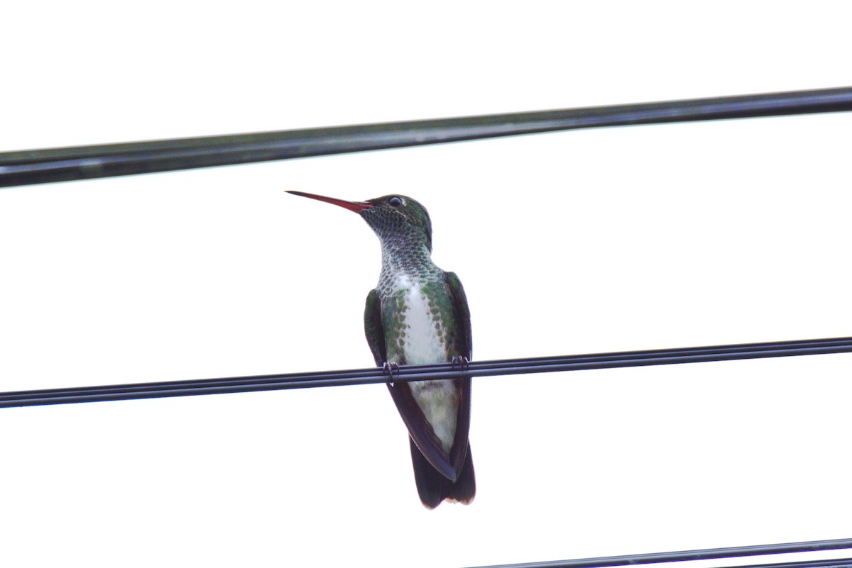 kolibřík zrcadlový - ML314061611