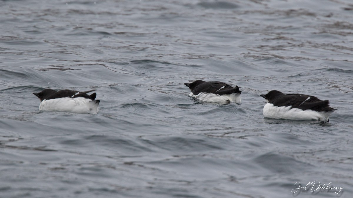 Thick-billed Murre - ML314065601