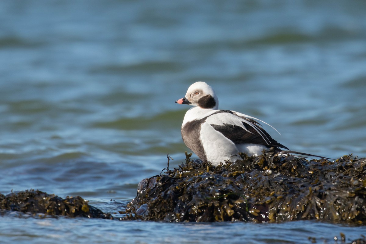 Long-tailed Duck - ML314070851