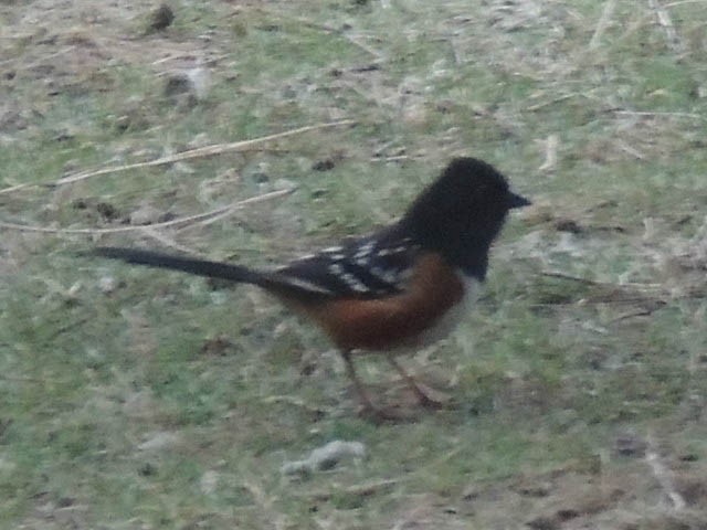 Spotted Towhee - ML314071051