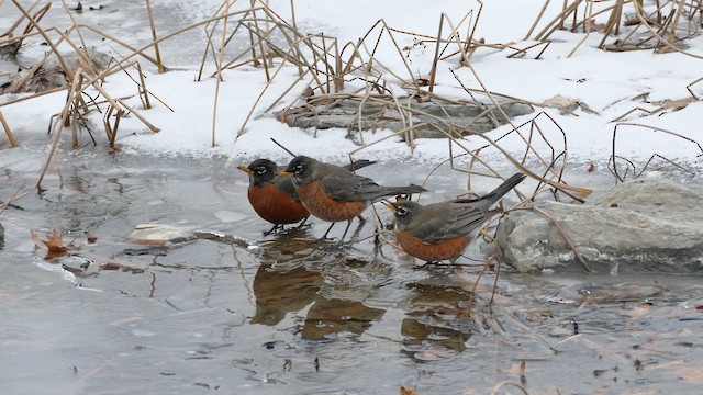 American Robin (migratorius Group)