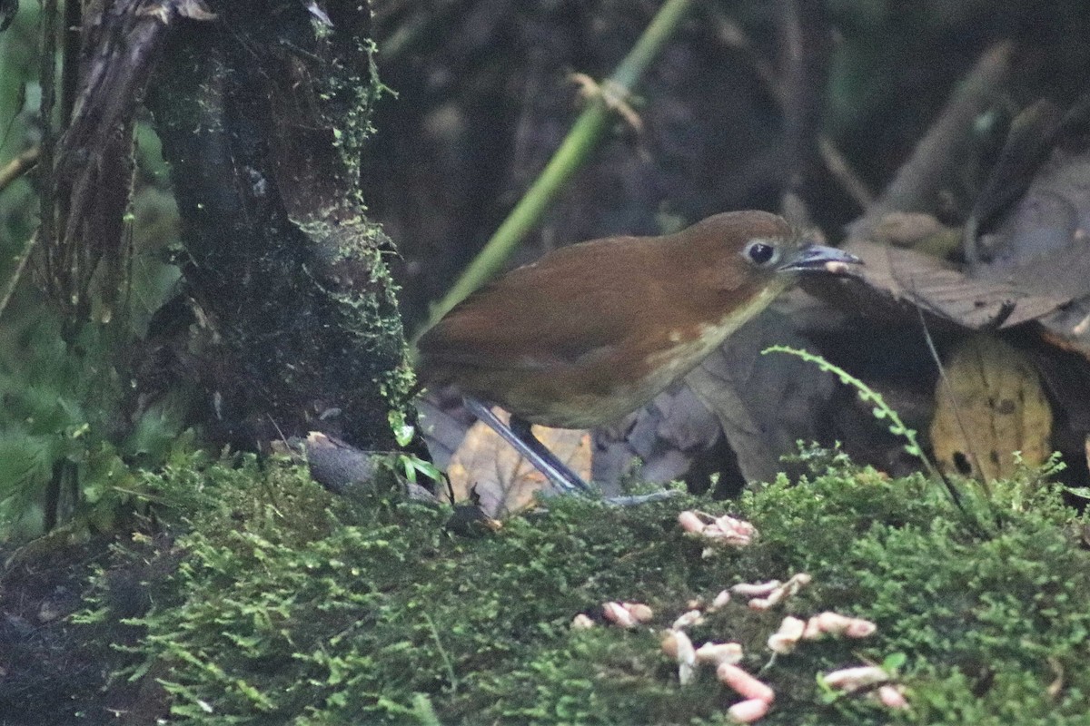 Yellow-breasted Antpitta - Stephanie Parker
