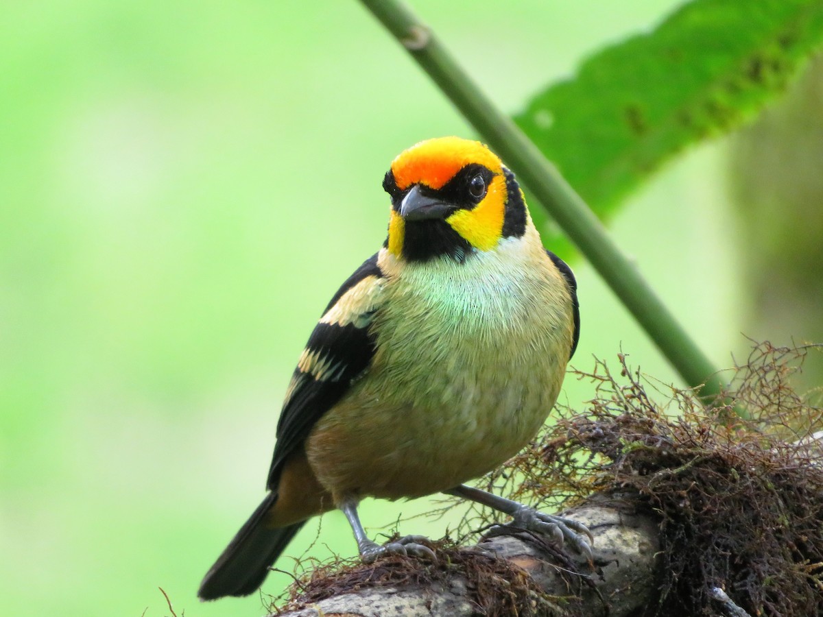 Flame-faced Tanager - ML314078321