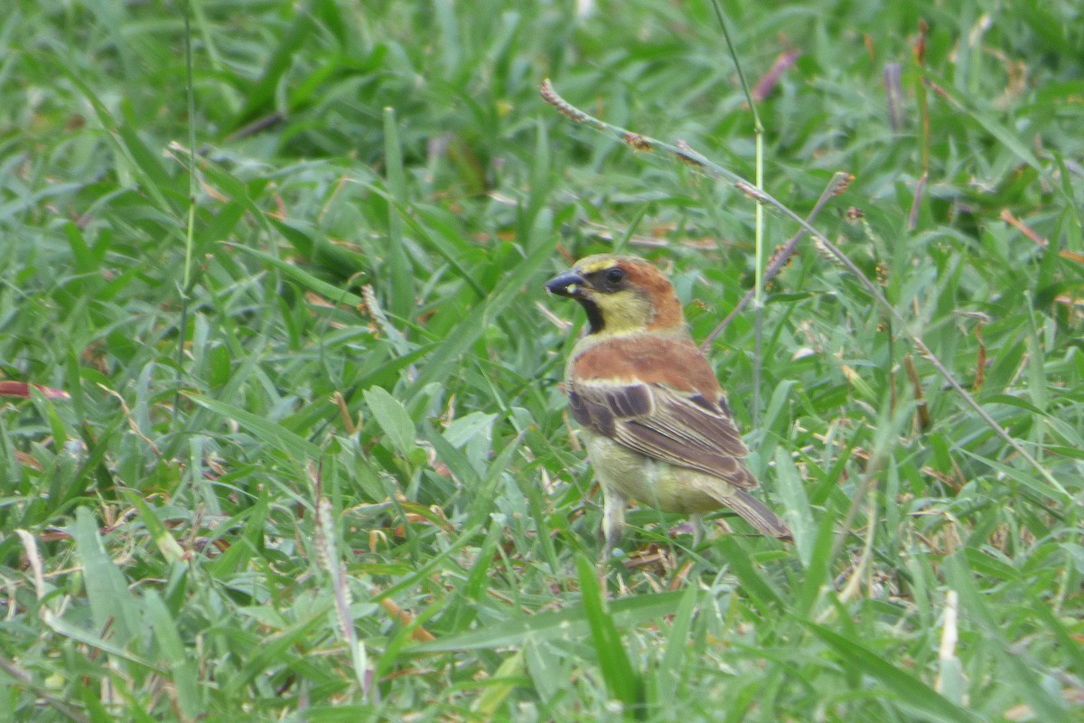 Plain-backed Sparrow - ML314079591