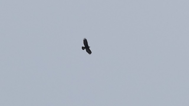 Golden Eagle