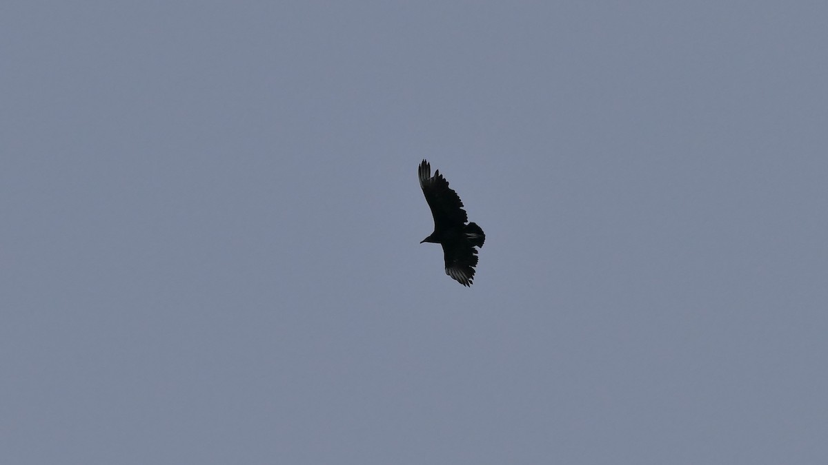 Black Vulture - Avery Fish
