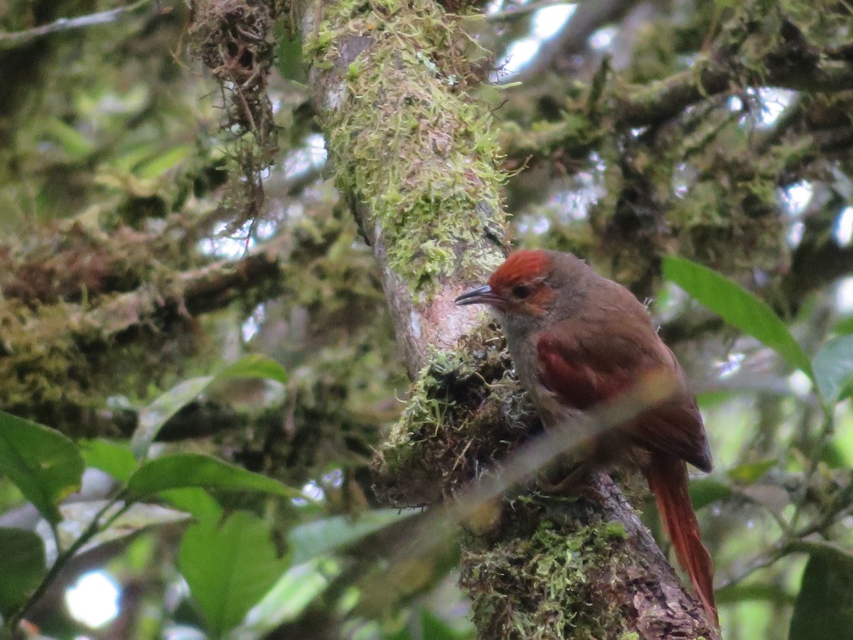 Red-faced Spinetail - ML314081891