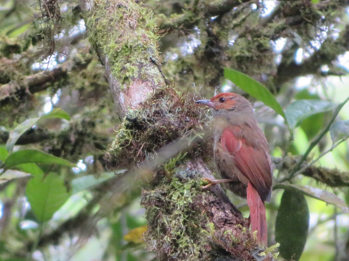 Red-faced Spinetail - ML314081901
