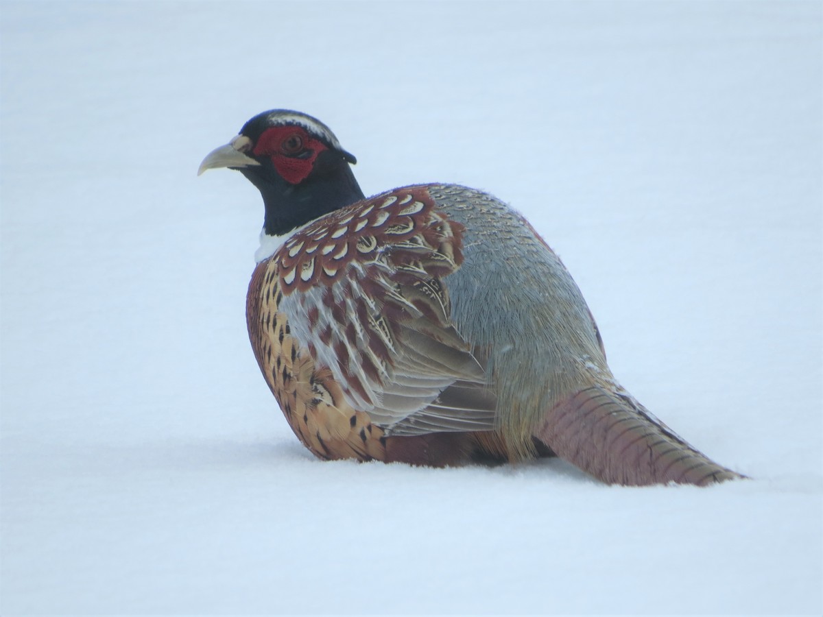 Ring-necked Pheasant - ML314083881