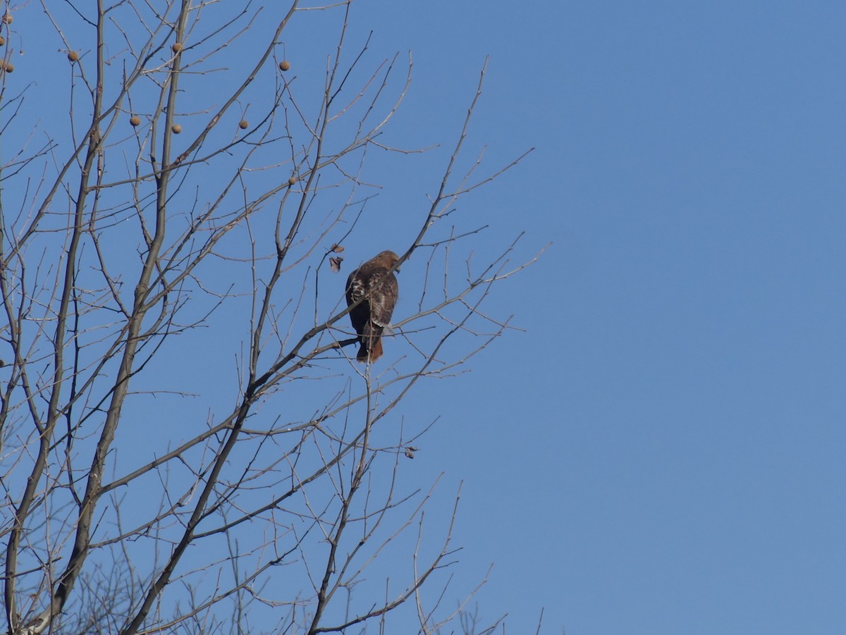 Red-tailed Hawk - ML314086811