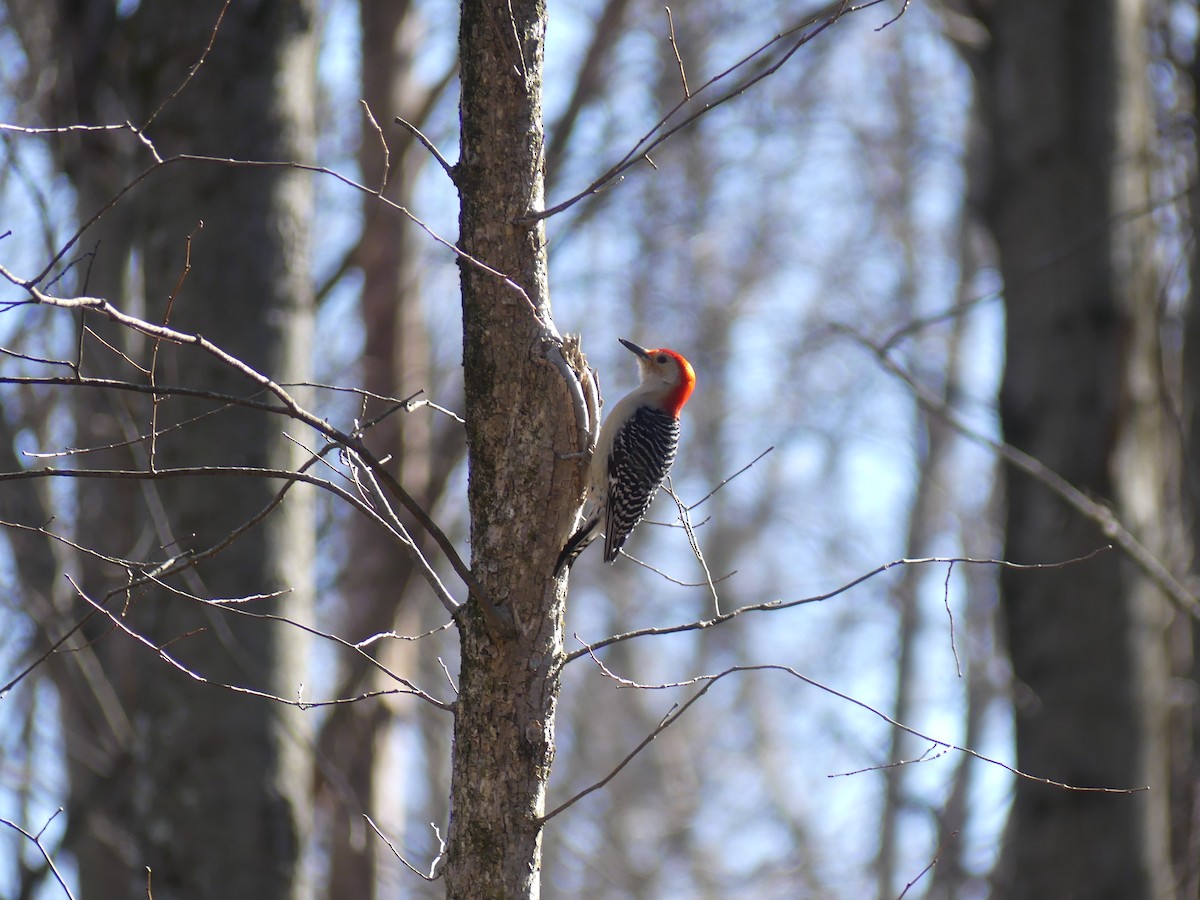 Red-bellied Woodpecker - Andy Maslowski