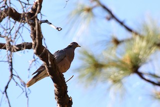 Band-tailed Pigeon, ML31408741