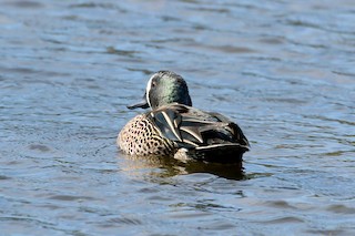 Blue-winged Teal, ML314097931