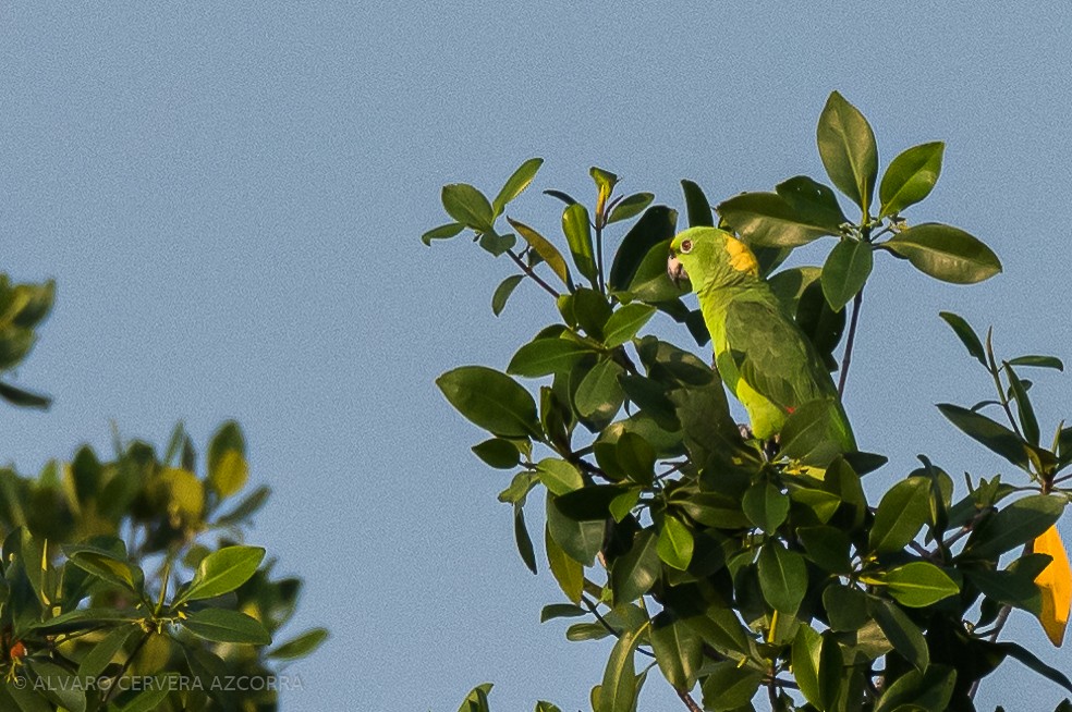 Yellow-naped Parrot - ML314103611