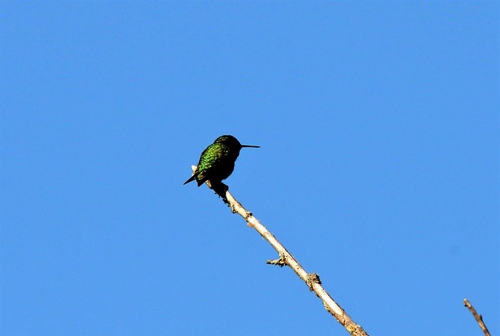 Ruby-throated Hummingbird - Donald Gorham