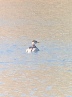 Red-necked Grebe - ML314112261