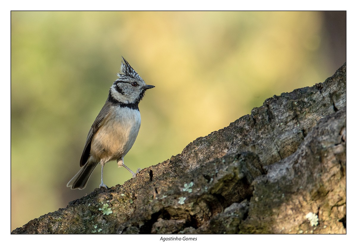 Crested Tit - ML314112421