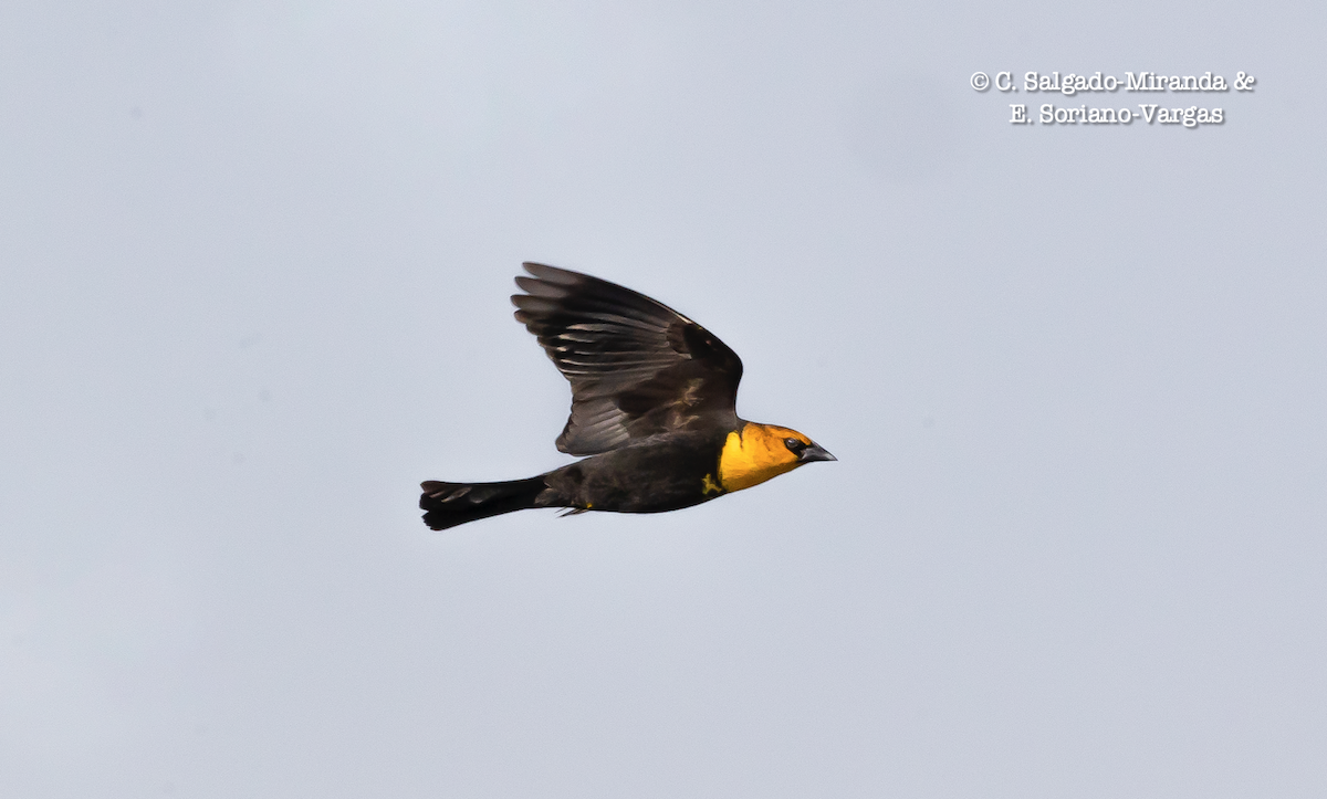 Yellow-headed Blackbird - ML314114651