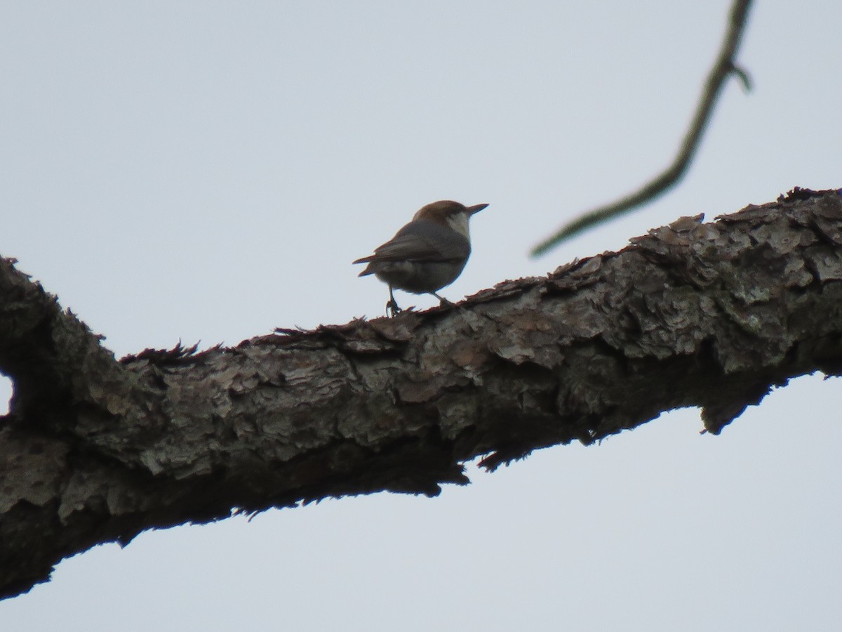 Brown-headed Nuthatch - Guiller Mina