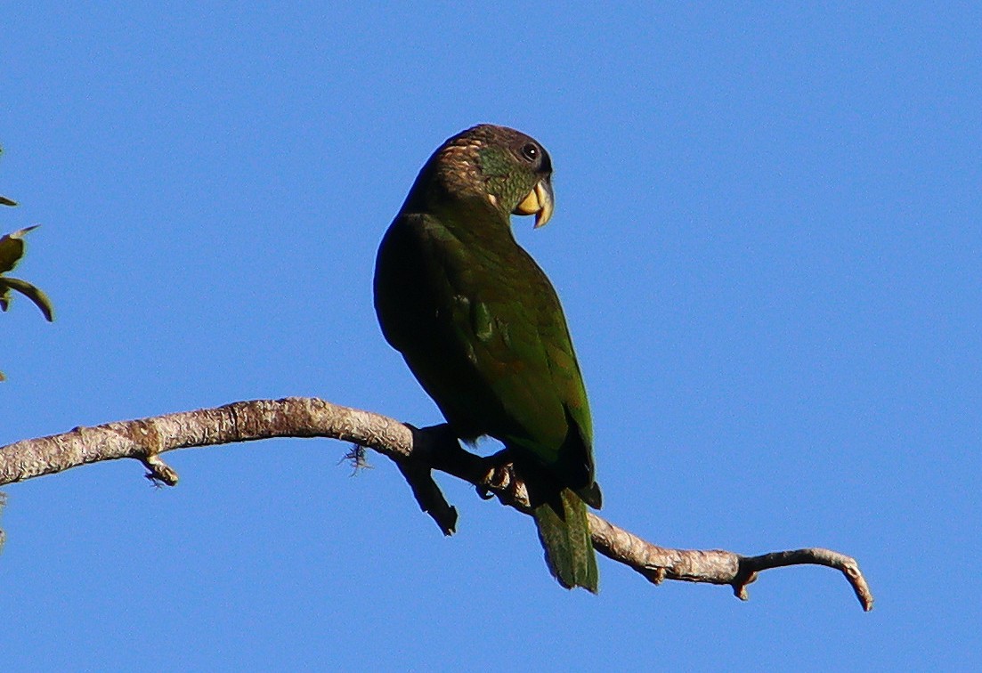 Scaly-headed Parrot - Wayne Paes