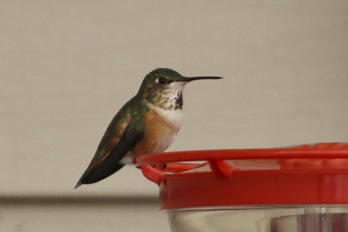Rufous Hummingbird - ML314120311