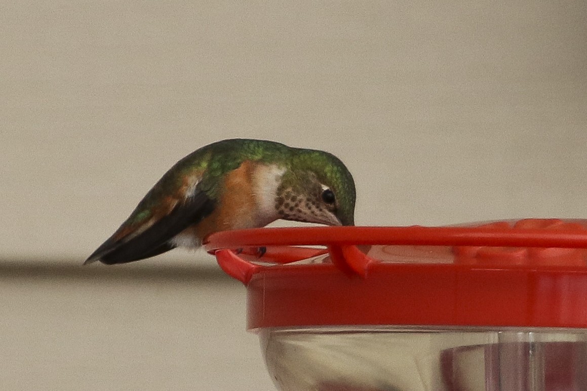 Rufous Hummingbird - ML314120321