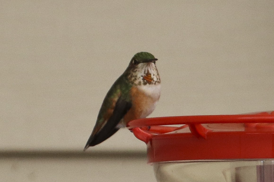 Rufous Hummingbird - ML314120761