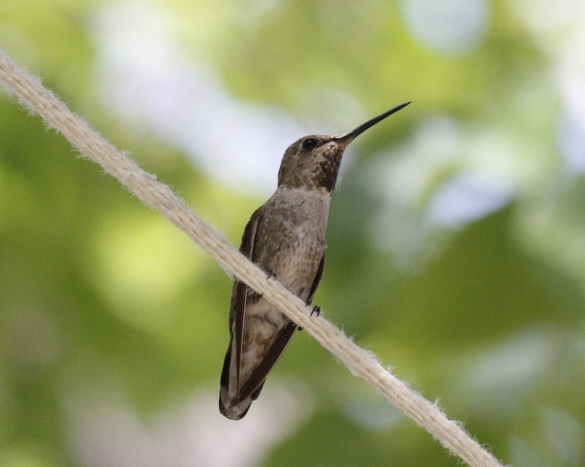 Black-chinned Hummingbird - John  Crosby